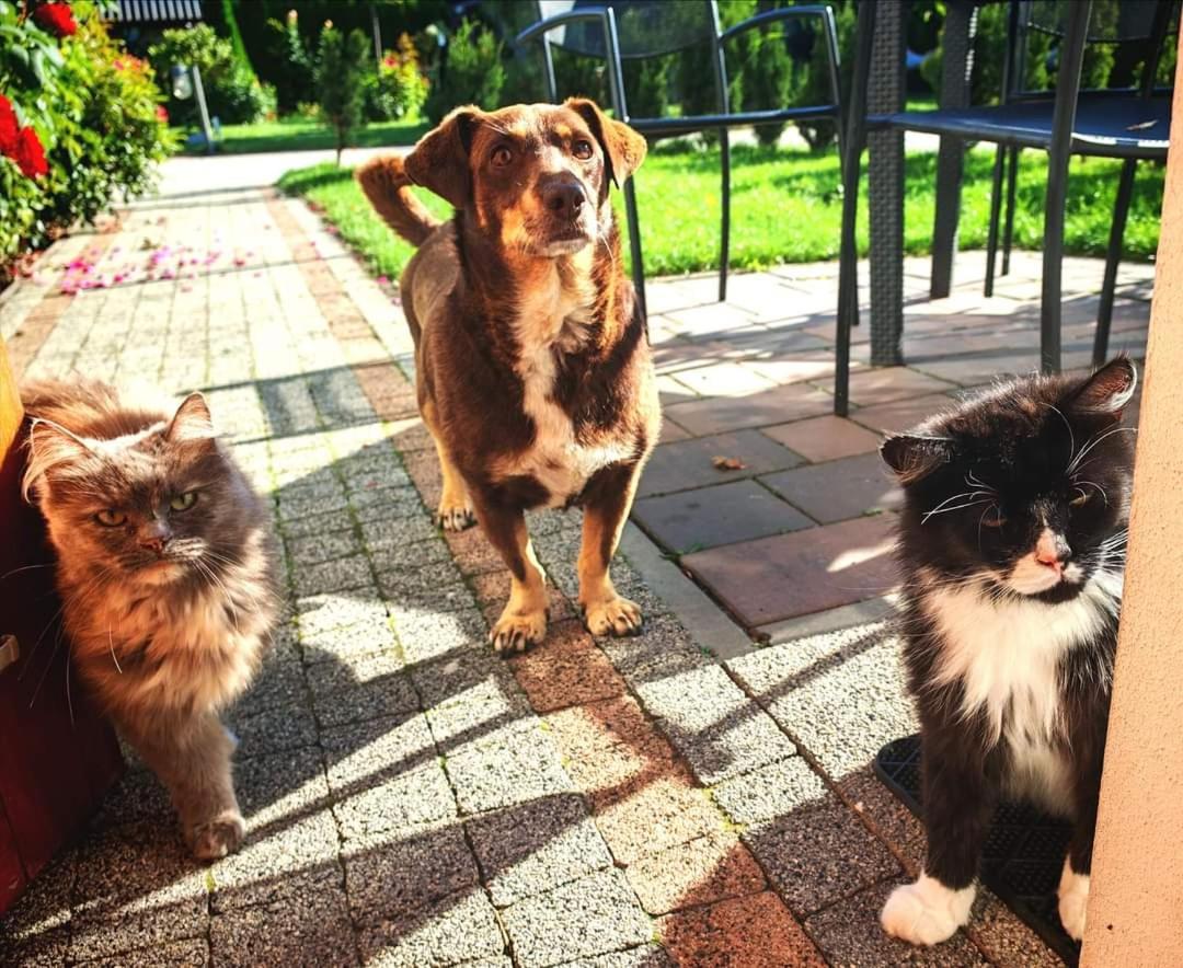 Ostoja Czersk Gora Kalwaria Zamek Krolowej Bony Domki Caloroczne Exterior photo